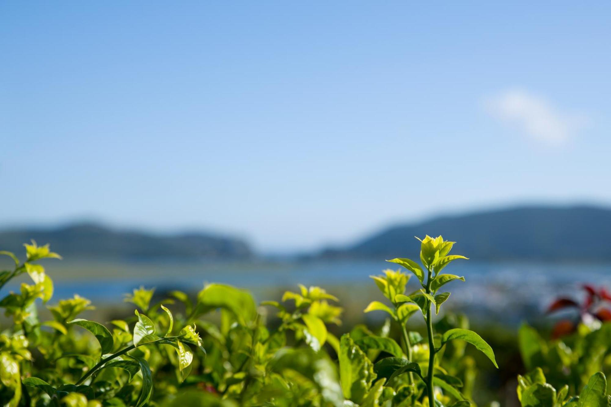 Candlewood Lodge Knysna Bagian luar foto